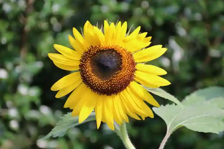 阿久津「田村神社」(郡山市阿久津町)旧社名:伊豆箱根三嶋三社の庭園