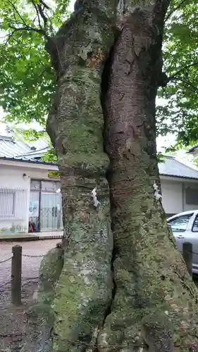 安達太良神社の自然