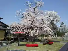 妙経寺(福井県)