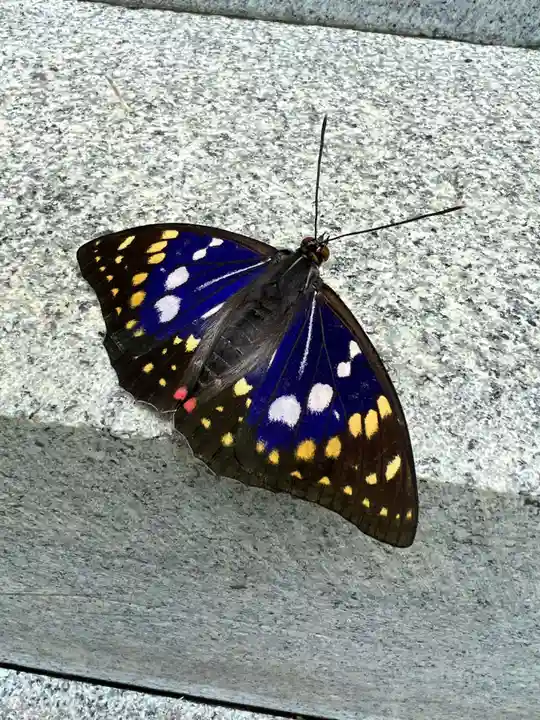 国宝 大法寺の動物