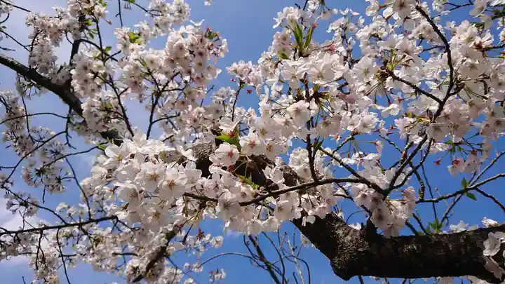 鶴岡八幡宮の自然
