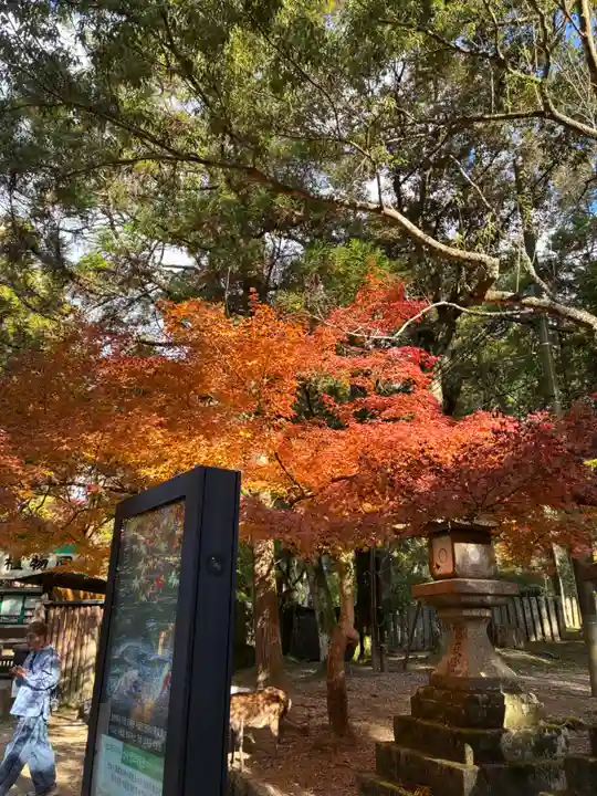 春日大社(奈良県)