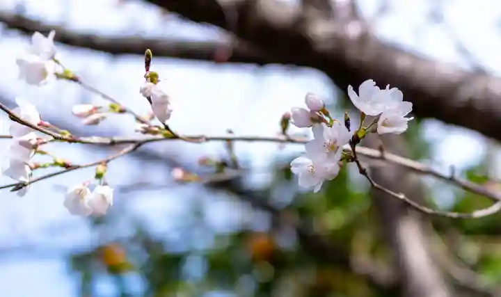 平野神社(京都府)