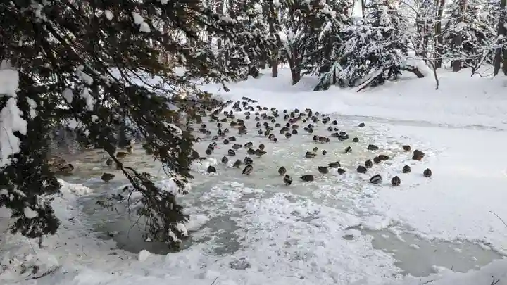 永山神社の動物