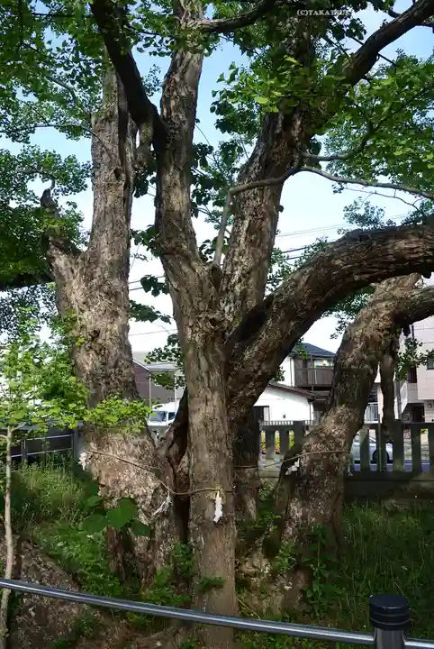 豊受神社の自然