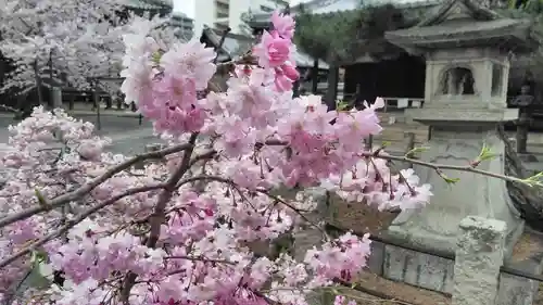 本法寺の自然