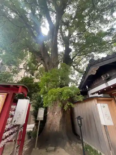 菅生神社の自然