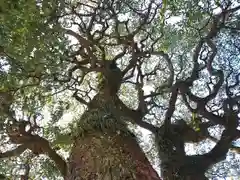 晴明神社の自然