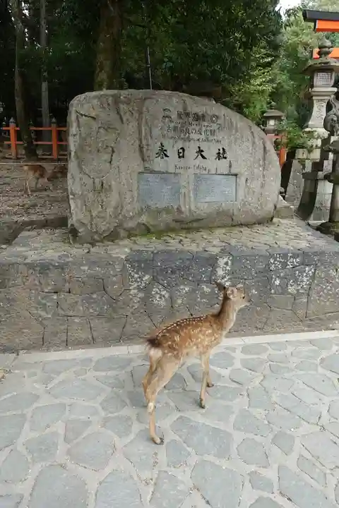 春日大社の動物