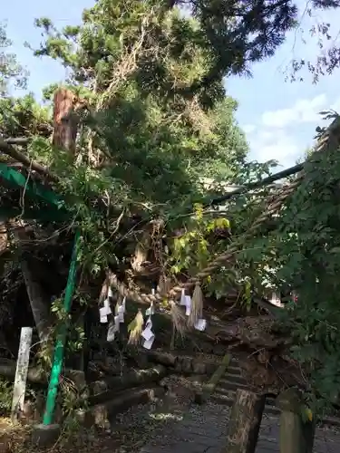 白鳥神社の建物その他