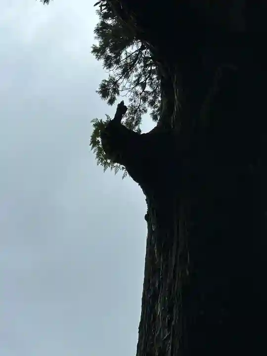 霧島神宮(鹿児島県)