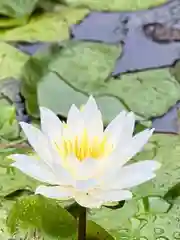 倶梨迦羅神社の自然