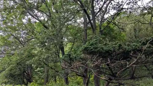 稲荷神社の自然