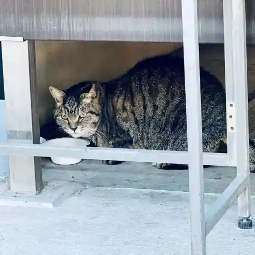 所澤神明社(埼玉県)