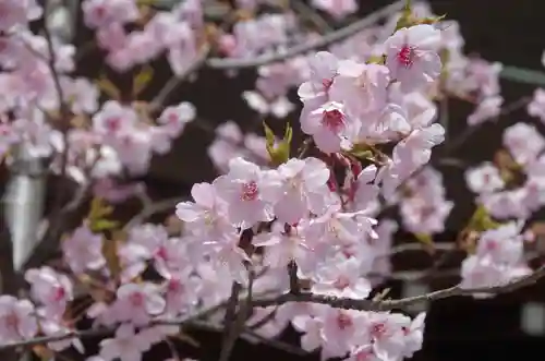 東京大神宮の自然