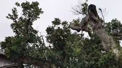 八坂大神の自然