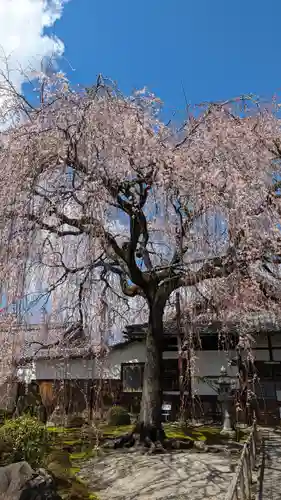 本満寺（本願満足寺）(京都府)