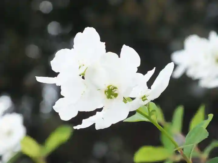 立志神社の自然