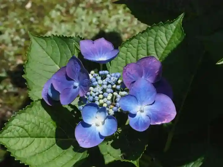 長壽寺(長寿寺)(神奈川県)