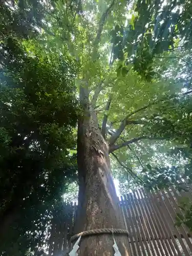 鎮守氷川神社(埼玉県)