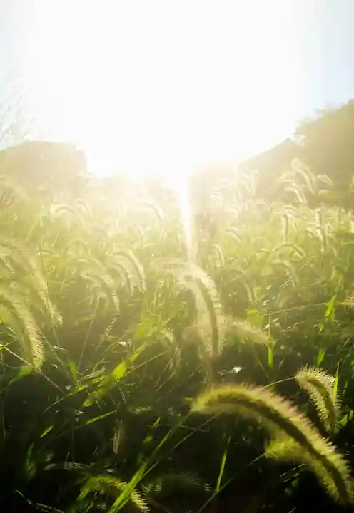 秋葉神社の周辺