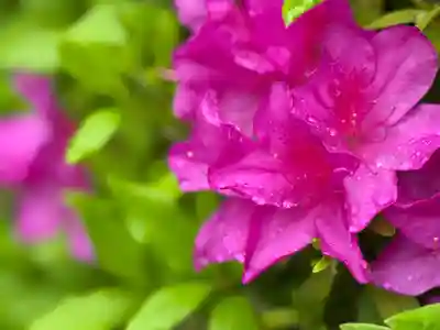 西方山極楽寺(岐阜県)