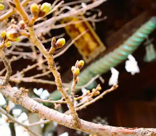 三津厳島神社の自然