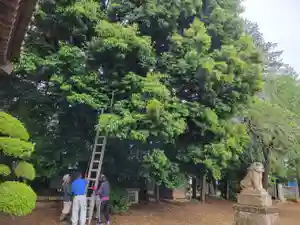 伏木香取神社(茨城県)(2024年05月16日(木) 16時33分38秒投稿)