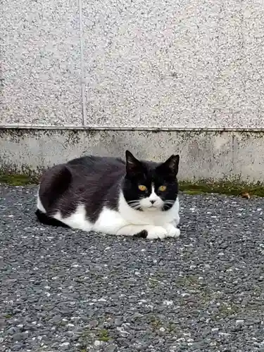 白金氷川神社の動物