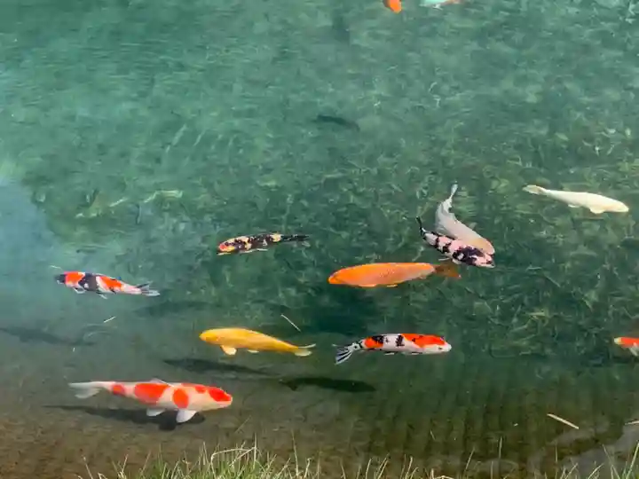 水分神社の動物