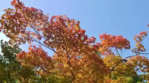 光明寺（粟生光明寺）の自然