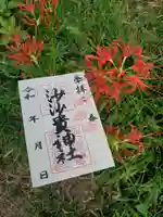 彼岸花　ひがんばな