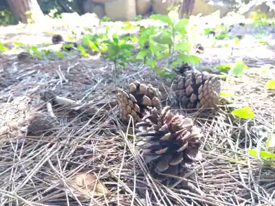 福井神社(福井県)
