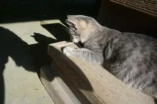 唐澤山神社の動物