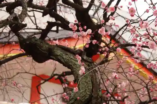 花園神社の自然