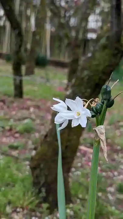 梅宮大社(京都府)