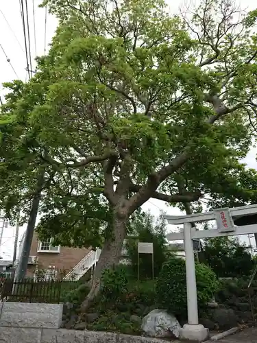 日枝神社の鳥居