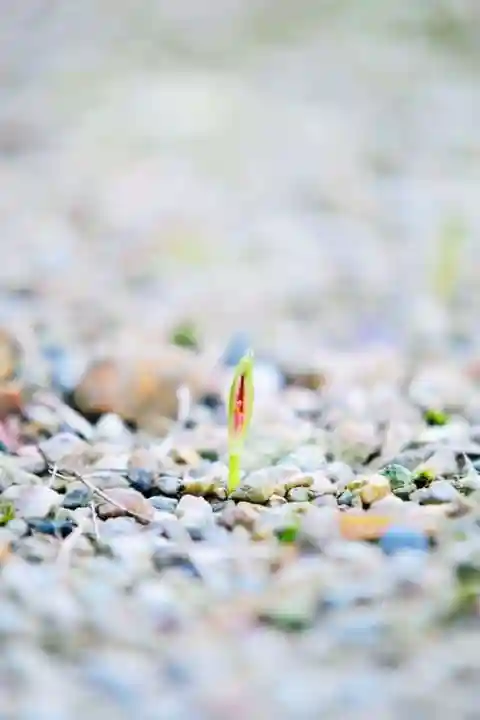 浄土寺(兵庫県)