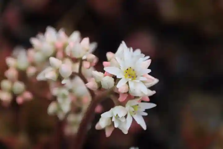 大鏑神社の自然