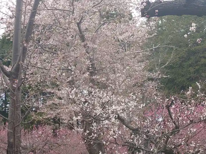 北海道神宮の自然