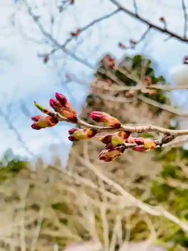 土津神社｜こどもと出世の神さまの自然