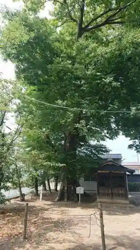 大桑神社(茨城県)