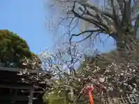 荏柄天神社の自然