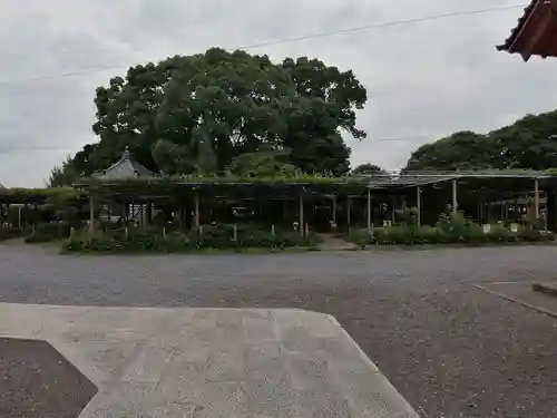 曼陀羅寺の自然