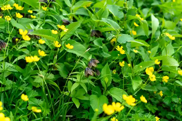 白山比咩神社 奥宮(石川県)