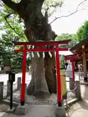 新田神社の自然