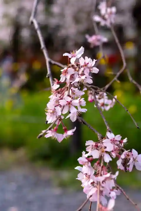 平野神社(京都府)