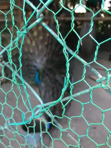 岩槻久伊豆神社の動物