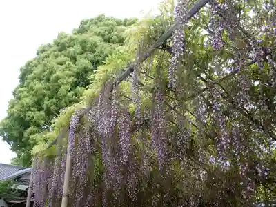 時宗総本山 遊行寺（正式：清浄光寺）(神奈川県)