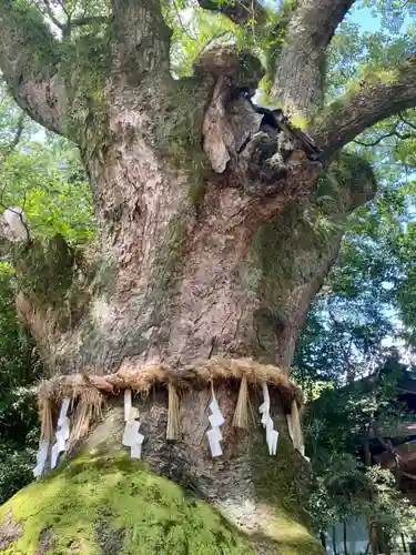 熱田神宮の自然